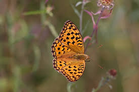 Attēlu rezultāti vaicājumam “Argynnis adippe”