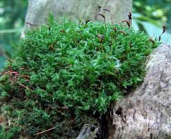 Attēlu rezultāti vaicājumam “Atrichum undulatum sporophyte”