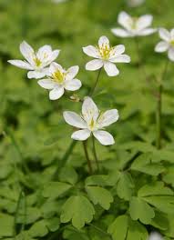 Attēlu rezultāti vaicājumam “Isopyrum thalictroides”