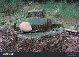 Attēlu rezultāti vaicājumam “Postia ptychogaster”