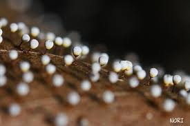 Attēlu rezultāti vaicājumam “Craterium leucocephalum var. scyphoides stalked”