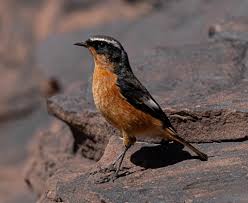 Image result for Phoenicurus moussieri