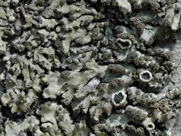 Attēlu rezultāti vaicājumam “Phaeophyscia orbicularis”