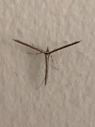 Attēlu rezultāti vaicājumam “Platyptilia tesseradactyla”