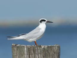 Image result for Sterna forsteri