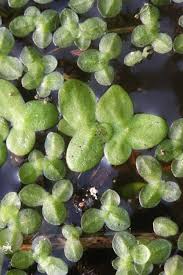 Attēlu rezultāti vaicājumam “Lemna minor”