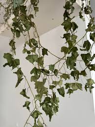 Attēlu rezultāti vaicājumam “Hedera helix  leaf”