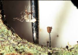 Attēlu rezultāti vaicājumam “Chaenotheca trichialis”