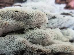 Attēlu rezultāti vaicājumam “Ceratiomyxa morchella stalked”
