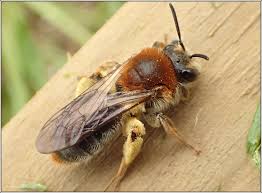 Attēlu rezultāti vaicājumam “Andrena haemorrhoa female”