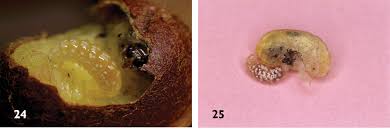 Attēlu rezultāti vaicājumam “Epirhoe tristata”