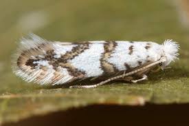 Attēlu rezultāti vaicājumam “Phyllonorycter platanoidella”