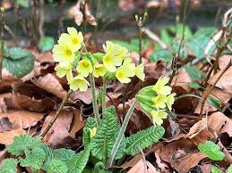 Image result for Schlüsselblumen