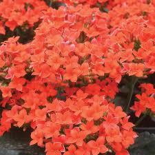 Image result for Kalanchoe blossfeldiana