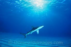 Image result for Carcharhinus galapagensis
