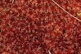 Attēlu rezultāti vaicājumam “Sphagnum rubellum”