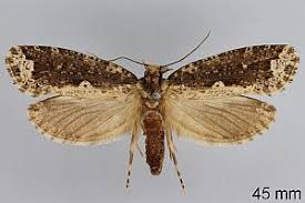 Attēlu rezultāti vaicājumam “Scardia boletella”