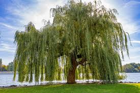 Attēlu rezultāti vaicājumam “Salix alba var. sericea”