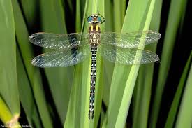 Attēlu rezultāti vaicājumam “Brachytron pratense”