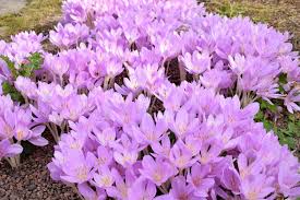 Attēlu rezultāti vaicājumam “Colchicum autumnale”