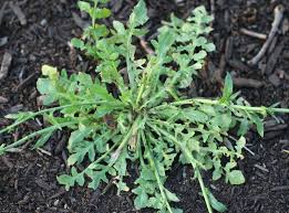 Attēlu rezultāti vaicājumam “Capsella bursa-pastoris leaf”