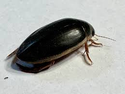 Attēlu rezultāti vaicājumam “Dytiscidae”