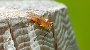 Attēlu rezultāti vaicājumam “Empididae”