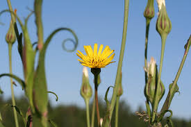 Attēlu rezultāti vaicājumam “Microbotryum tragopogonis - pratensis”