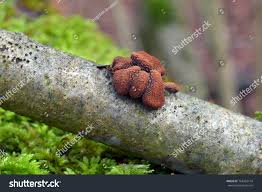 Attēlu rezultāti vaicājumam “Encoelia furfuracea”