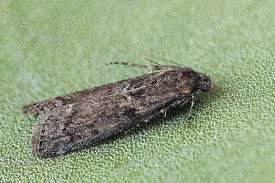 Attēlu rezultāti vaicājumam “Ortholepis betulae”