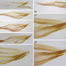 Attēlu rezultāti vaicājumam “Euura acutifoliae”