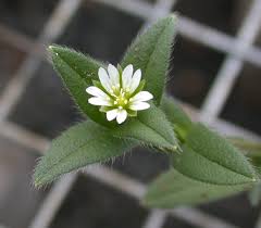 Attēlu rezultāti vaicājumam “Cerastium holosteoides fruit”