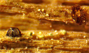 Attēlu rezultāti vaicājumam “Licea pusilla spores”