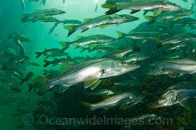 Image result for Centropomus undecimalis