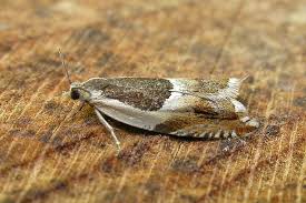 Attēlu rezultāti vaicājumam “Ancylis badiana”