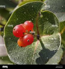 Attēlu rezultāti vaicājumam “Lonicera caprifolium fruit”