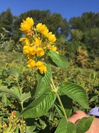 Attēlu rezultāti vaicājumam “Lysimachia vulgaris”