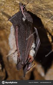 Attēlu rezultāti vaicājumam “Myotis daubentonii”