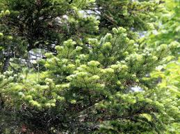 Attēlu rezultāti vaicājumam “Abies mariesii”