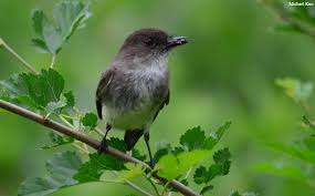 Image result for Sayornis phoebe