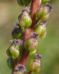 Attēlu rezultāti vaicājumam “Triglochin maritimum flower”