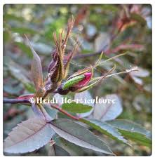 Attēlu rezultāti vaicājumam “Cnaemidophorus rhododactyla”