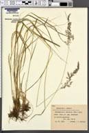 Attēlu rezultāti vaicājumam “Calamagrostis canescens”