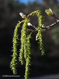 Attēlu rezultāti vaicājumam “Populus alba”