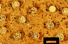 Attēlu rezultāti vaicājumam “Craterium minutum macro”
