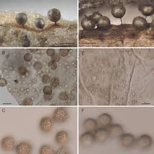 Attēlu rezultāti vaicājumam “Lamproderma ovoideum macro”