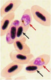 Attēlu rezultāti vaicājumam “Diderma cingulatum plasmodium”