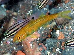 Image result for Parupeneus cyclostomus