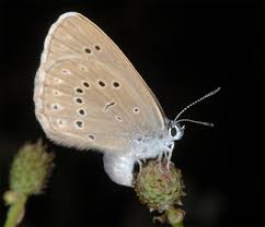 Attēlu rezultāti vaicājumam “Maculinea teleius underside”