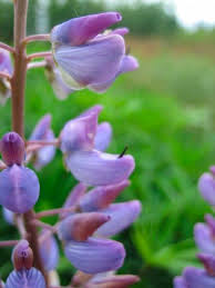 Attēlu rezultāti vaicājumam “Lupinus polyphyllus flower”
